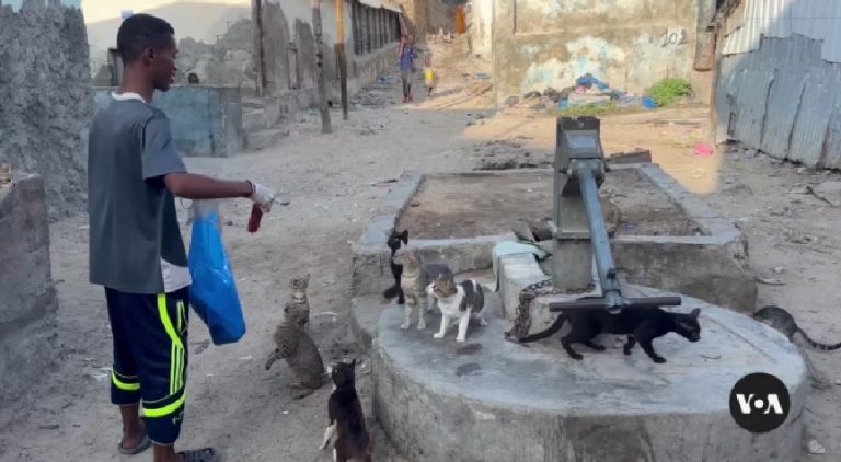 Somali Boy Cares for Neglected Animals