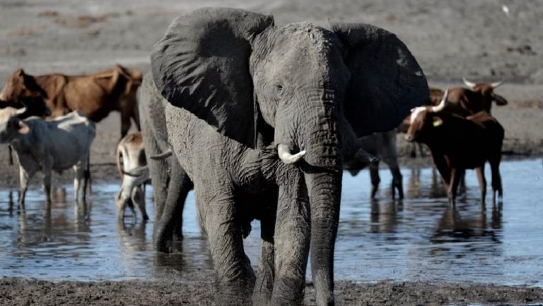 Botswana Pushes Against European Opposition to Trophy Hunting