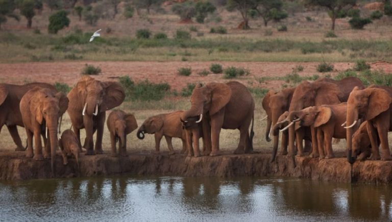 Kenyan Communities Embrace Alternative Crops to Ease Human-Wildlife Conflict