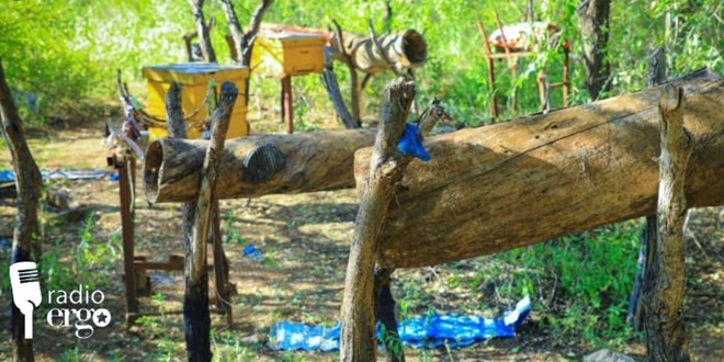 Honey production takes off in Sanag’s Daalo mountain