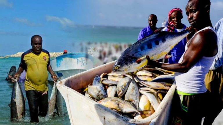 {DAAWO MUQAALKA}   Kalluumeysatada Muqdisho oo ka hadlay digniinta dabeylo kusoo wajahan xeebaha dalka.