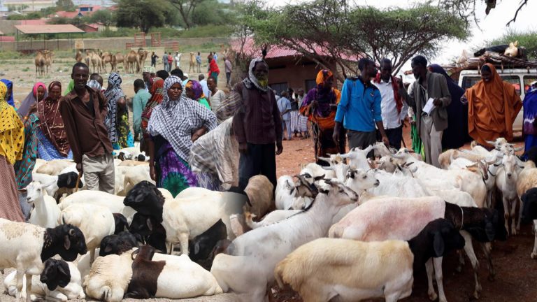 {DAAWO MUUQAALKA} Koonfur Galbeed oo amar dul dhigtay shirkadaha ka shaqeeya xoolaha udxiyada