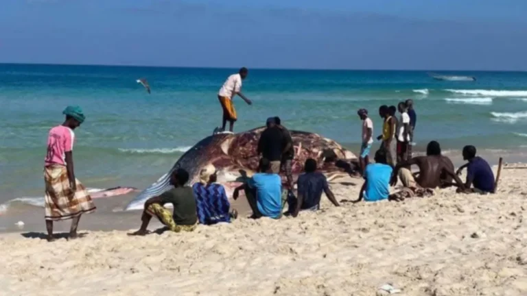 {DAAWO MUQAALKA} Nibiri weeyn oo kusoo Caariyey Deegaanada puntland iyo shacabka oo hadal haayo.