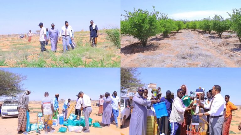 {DAAWO MUUQAALKA} Galmudug oo Sare u qaadeyso Wax Soo saarka Beeraha Gaalkacyo